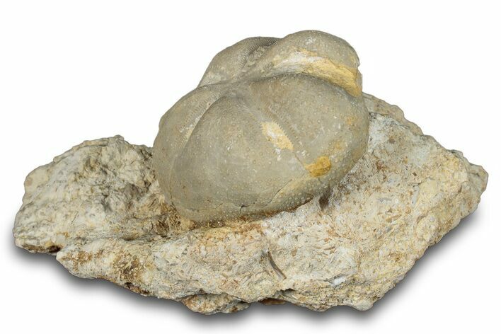 Fossil Echinoid (Hemiaster?) - Taouz, Morocco #290686